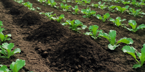 Compost in agriculture